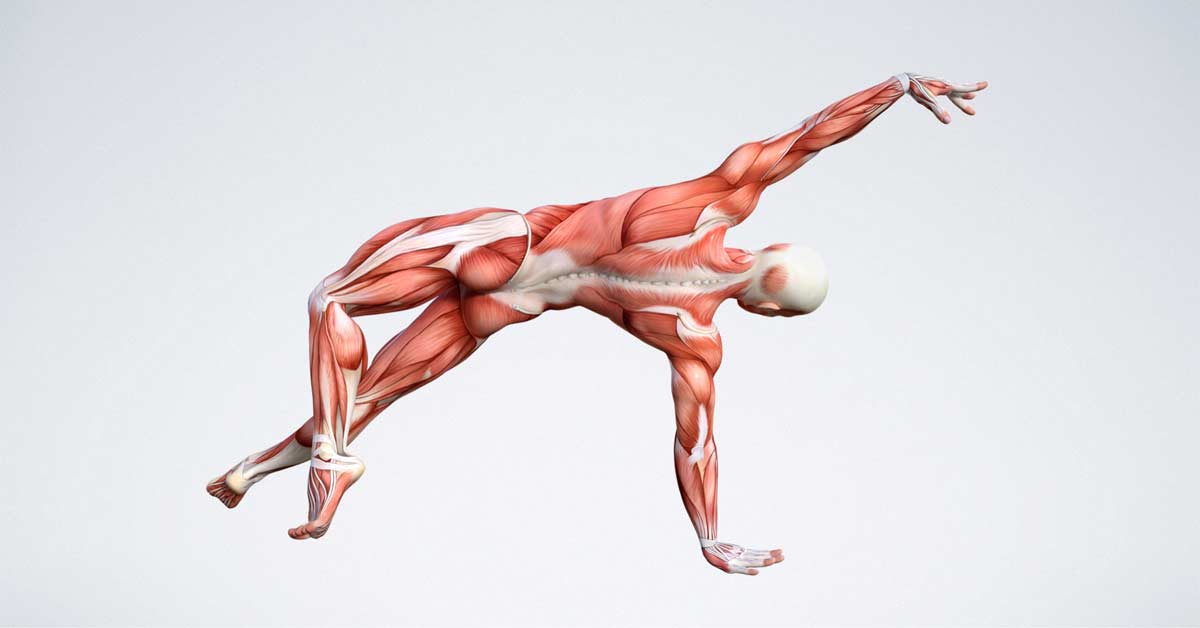 Stretch Anatomy