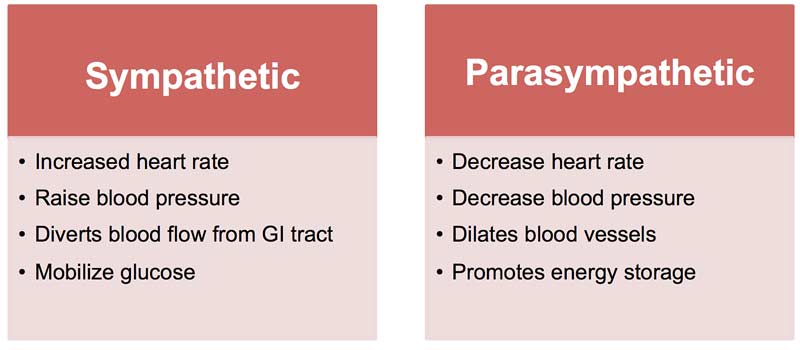 Sympathetic Chart