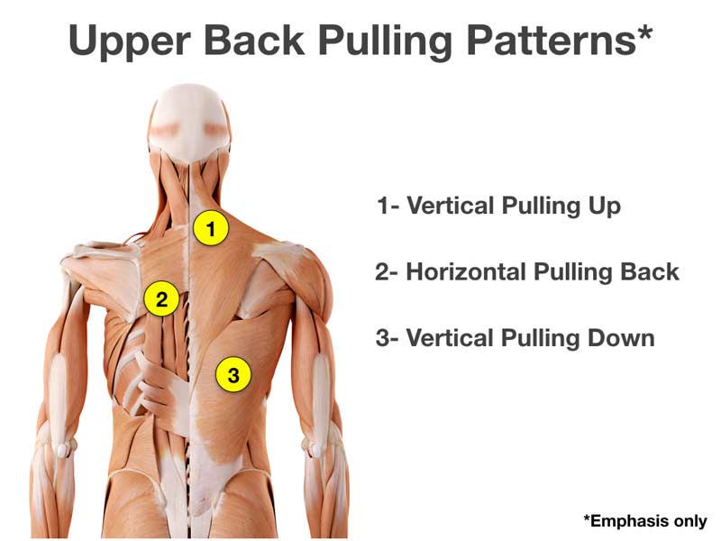 Upper Body Pulling