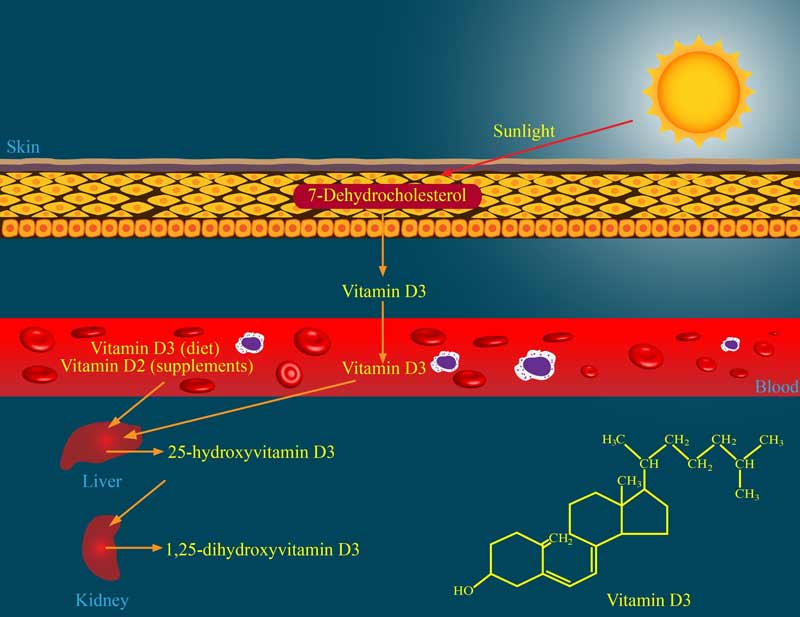 Vitamin D