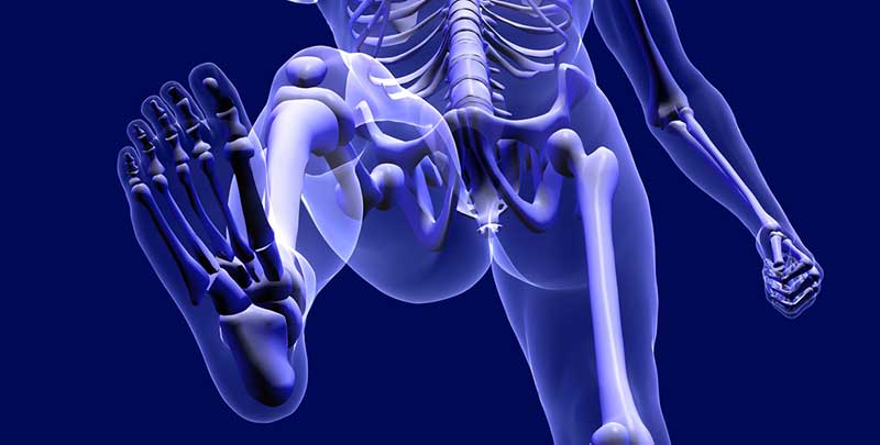 Weightlifting Body Structure