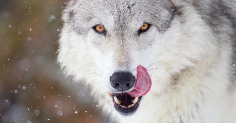 Wolf