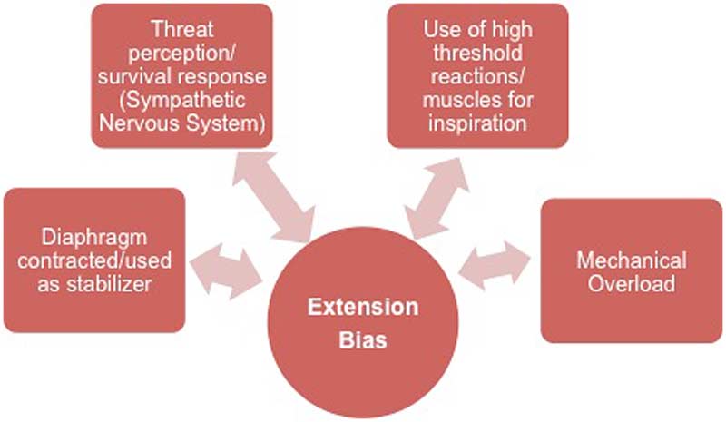 Extension Bias